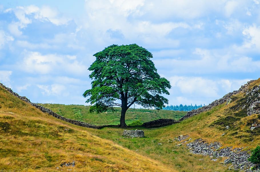 tree, branch, branches, nature, leaves, leaf, landscape, old HD wallpaper