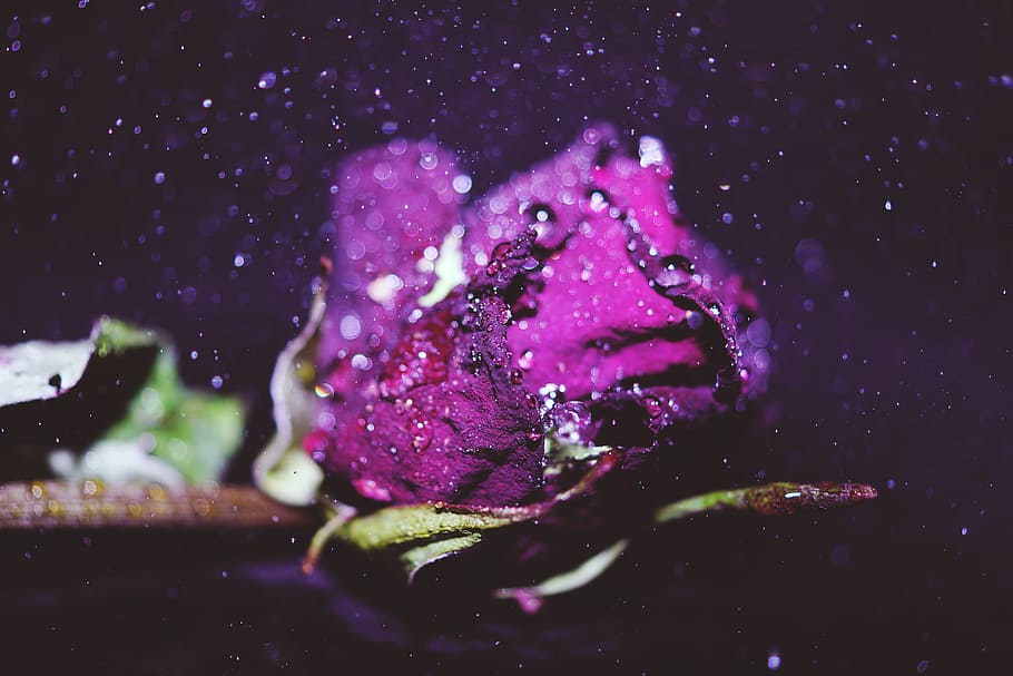 Red Rose, blur, bubbles, close-up, colors, dark, droplets, drops HD wallpaper