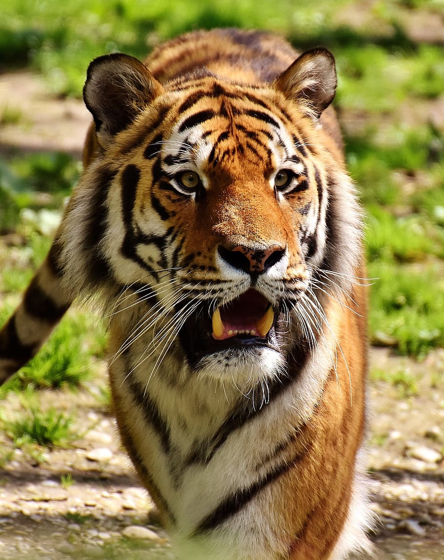 large tiger on walking on brown ground during daytime, predator HD wallpaper