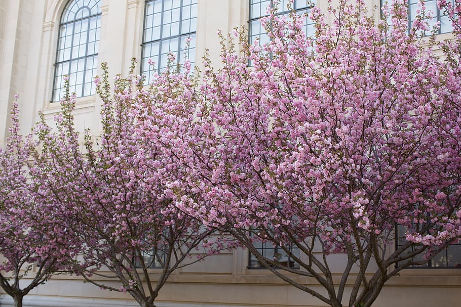 spring, pink, flowers, flowering plant, growth, tree, freshness HD wallpaper