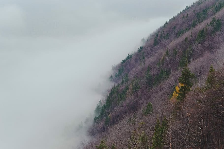 foggy mountain at daytime, purple and green plants in foggy terrain during daytime HD wallpaper