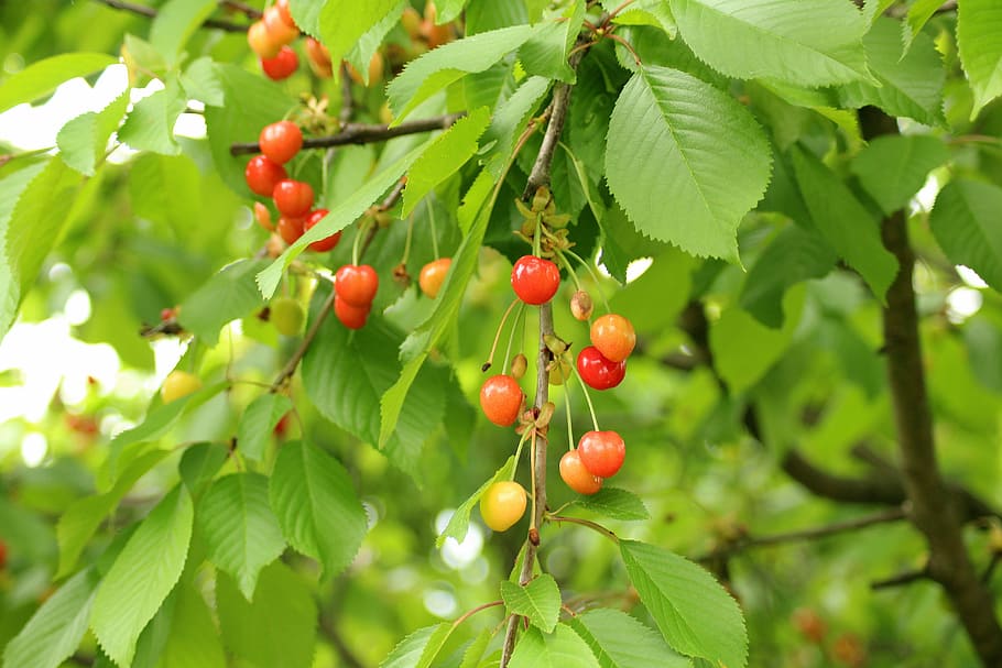 selective focus photography of red fruit, cherries, fruit tree HD wallpaper