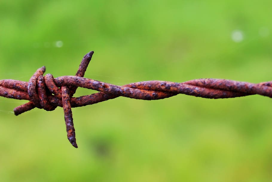 black, barbed wire, pasture, green, grass, nature, way, metal