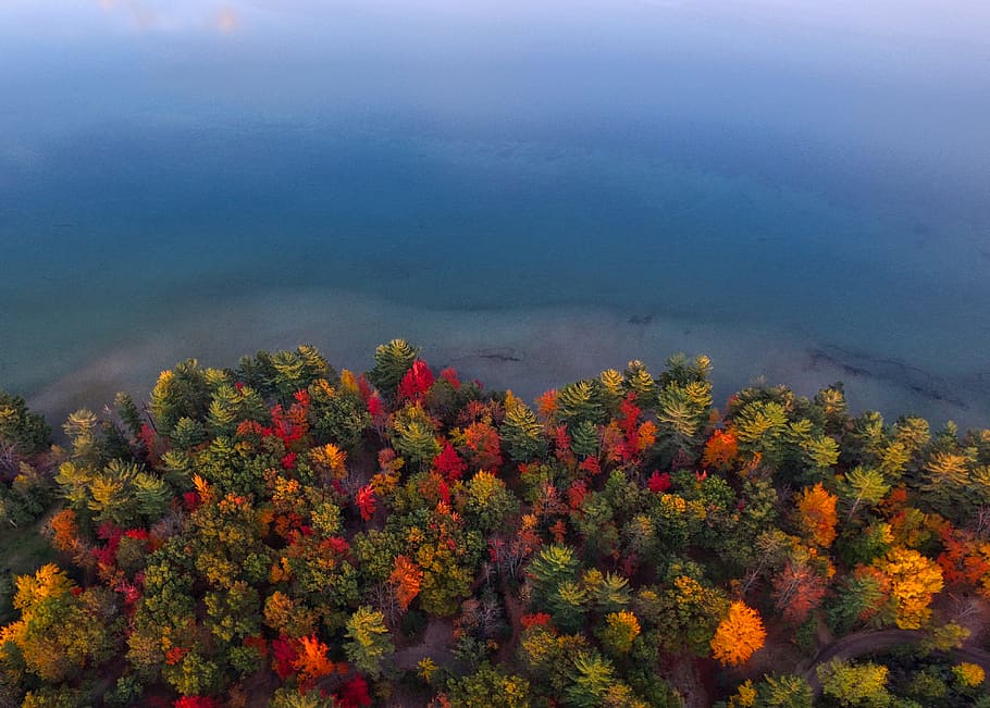 aerial view photography of forest near body of water, top view of trees beside body of water HD wallpaper
