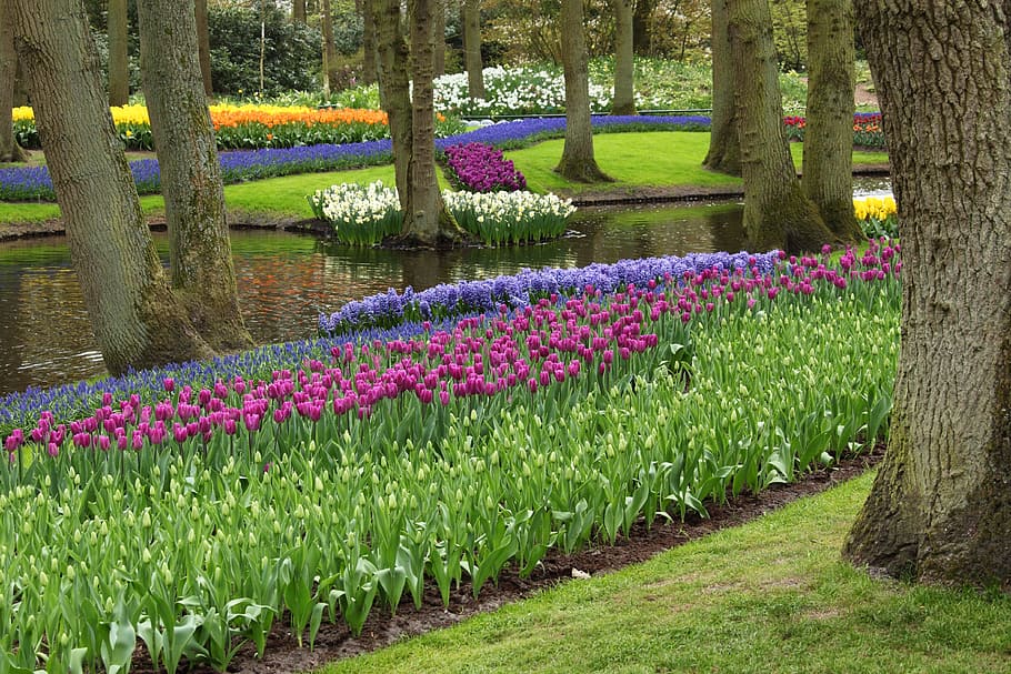 Arrangement, Beautiful, Bloom, Blossom, color, colorful, dutch HD wallpaper