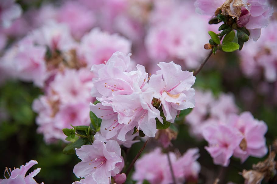 Flower, spring, flowers, pink Color, nature, springtime, plant HD wallpaper