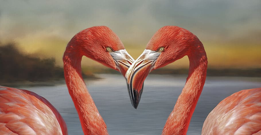 selective focus photography of two flamingos, birds, wildlife, HD wallpaper