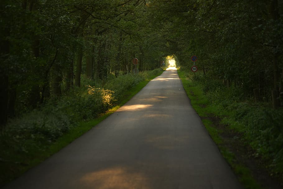 green grass field, road, guidance, tree, landscape, nature HD wallpaper