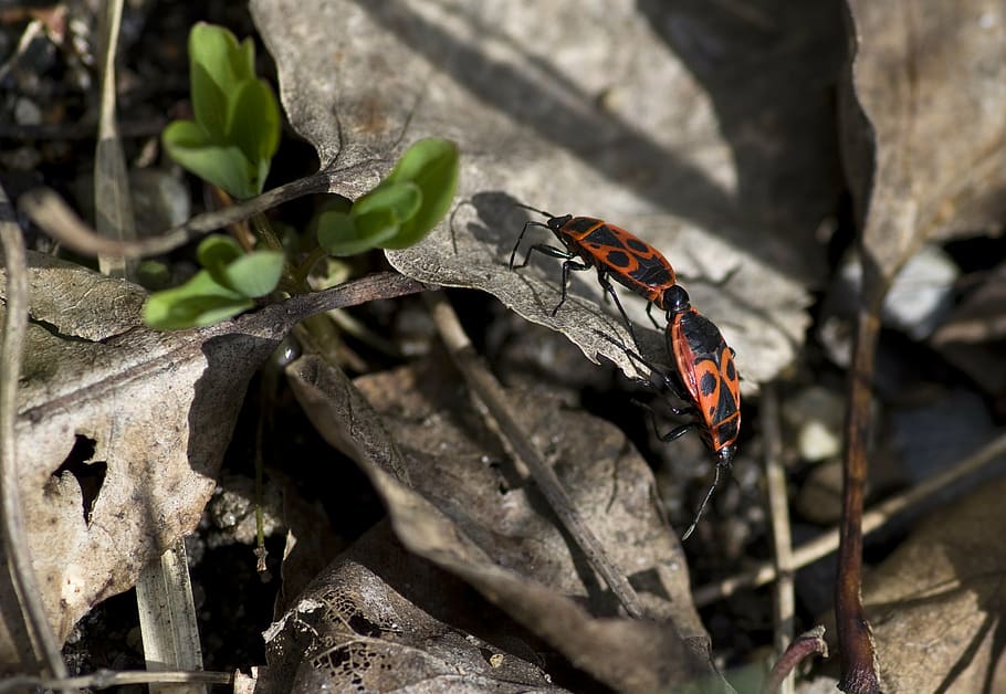 fire bug, pairing, nature, garden, red, animal world, insect HD wallpaper
