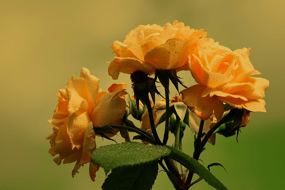 close-up photography of yellow roses in bloom, orange, flower, HD wallpaper
