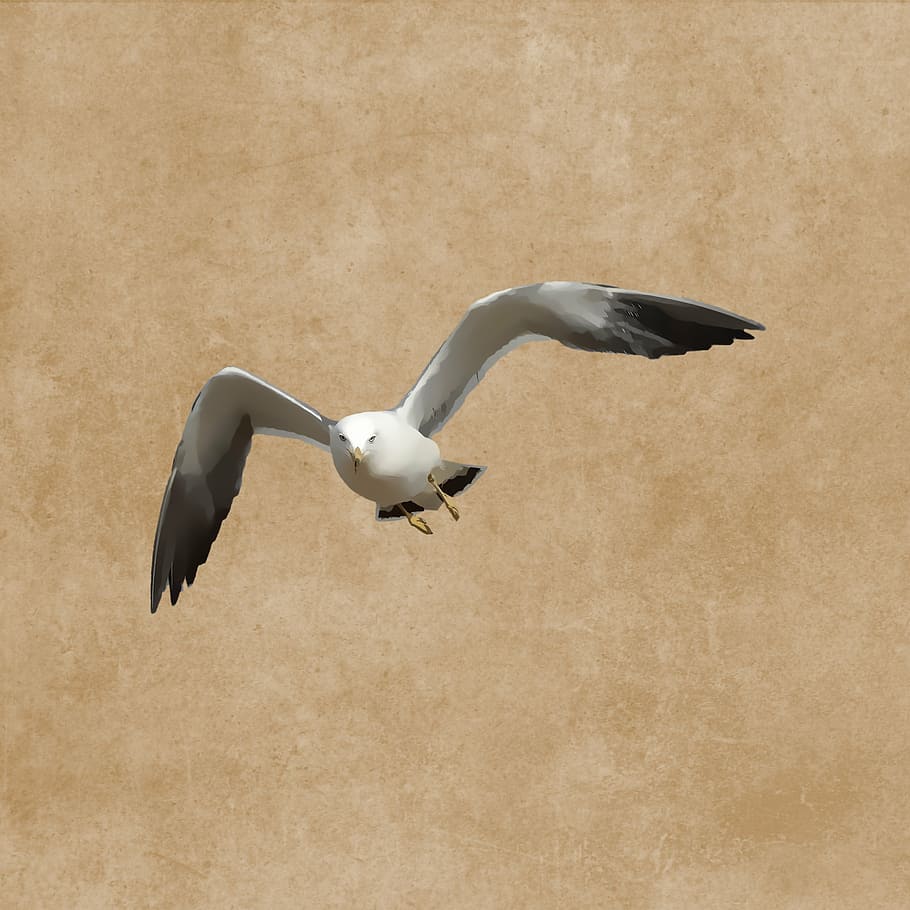 bird, seagull, plumage, fly, drawing, flying, animal, nature HD wallpaper