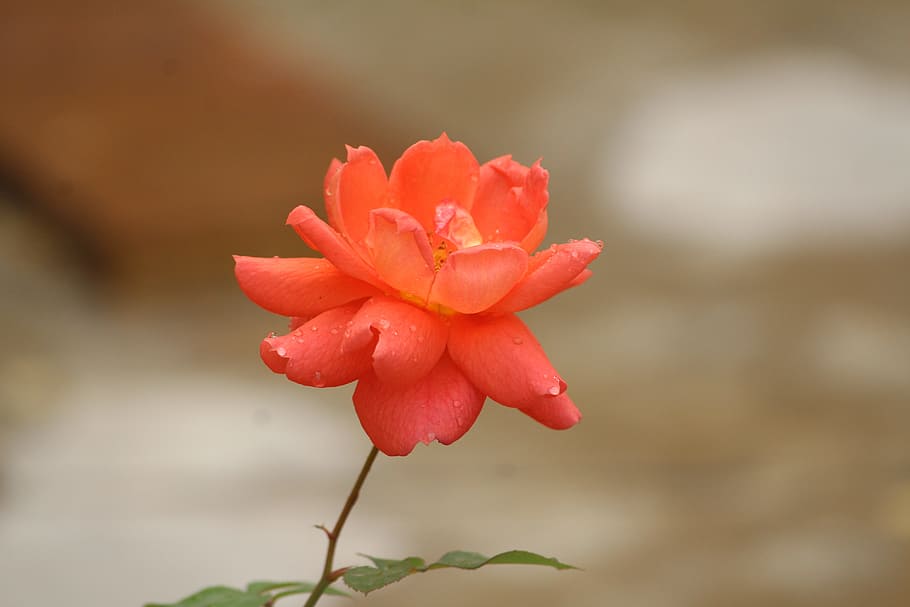 nature, flower, leaf, flora, outdoors, summer, beautiful, bright HD wallpaper