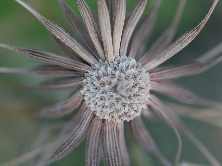dandelion, seed, macro, plant, flower, fragility, close-up HD wallpaper