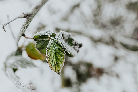 Close-ups of snowy trees, closeup, leaves, pine, twig, branch HD wallpaper