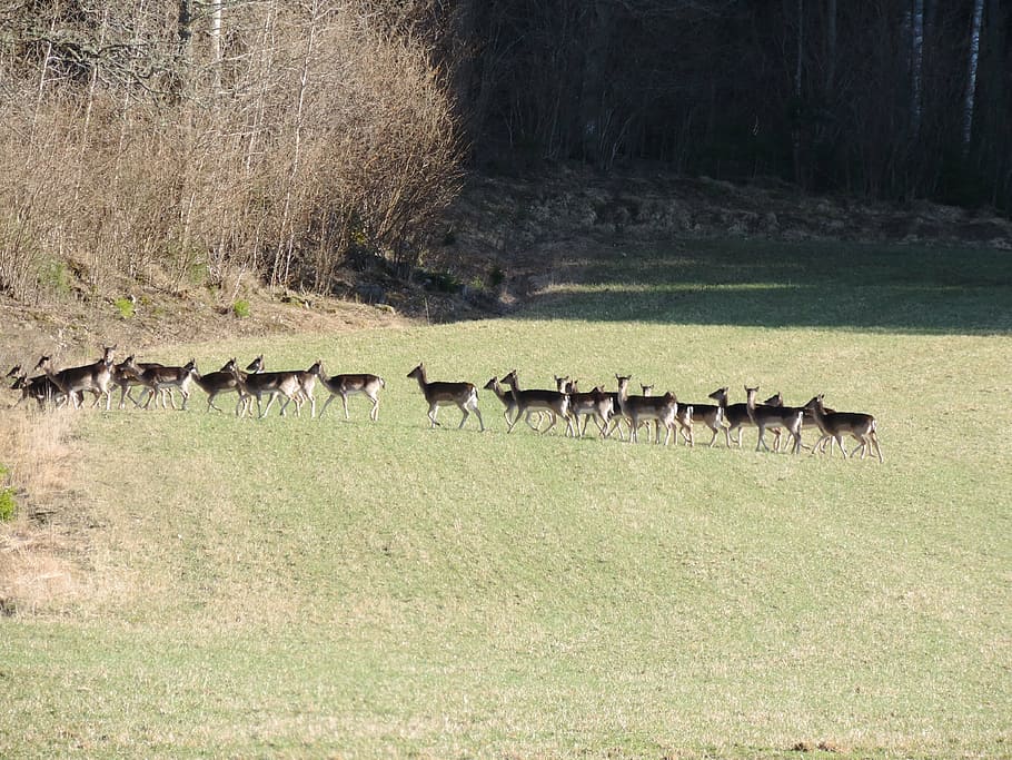 fallow deer, flock, nature, animal, group of animals, animal themes HD wallpaper
