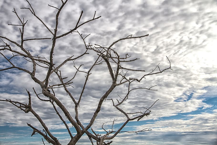 backlit, sky, twigs, silhouette, cloud - sky, bare tree, plant HD wallpaper