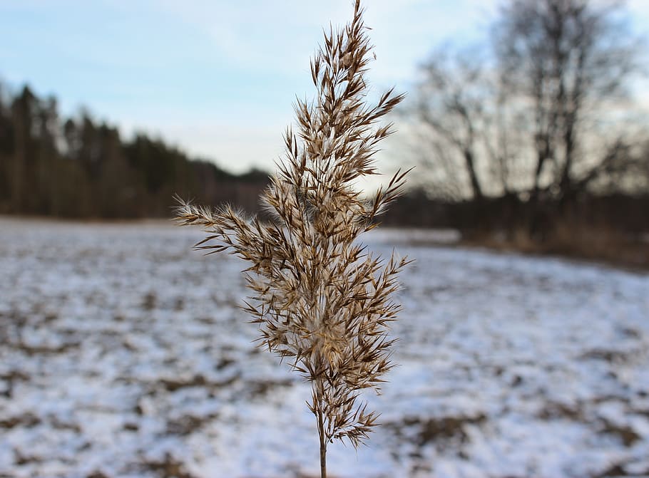 Oats, Snow, Tree, Field, Winter, Snowy, forest, cold temperature HD wallpaper