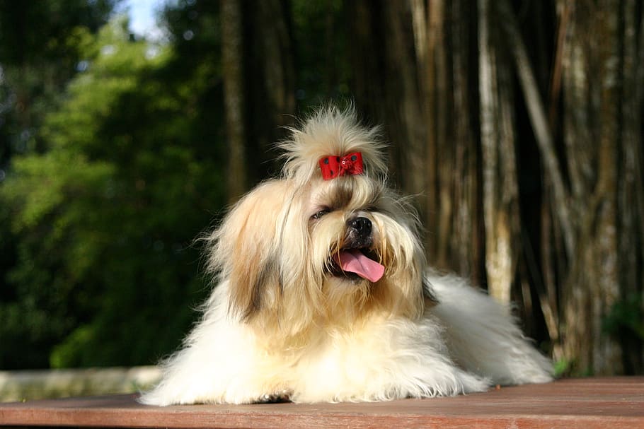 shihtzu, pet, puppy, dog, cute, breed, fur, small, adorable, HD wallpaper