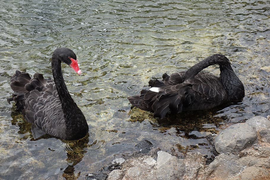 black swans, lake, pond, bird, water, animals in the wild, animal wildlife HD wallpaper