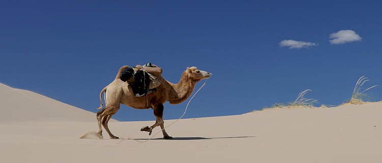 brown camel, desert, sand, mongolia, sand Dune, animal, arabia HD wallpaper
