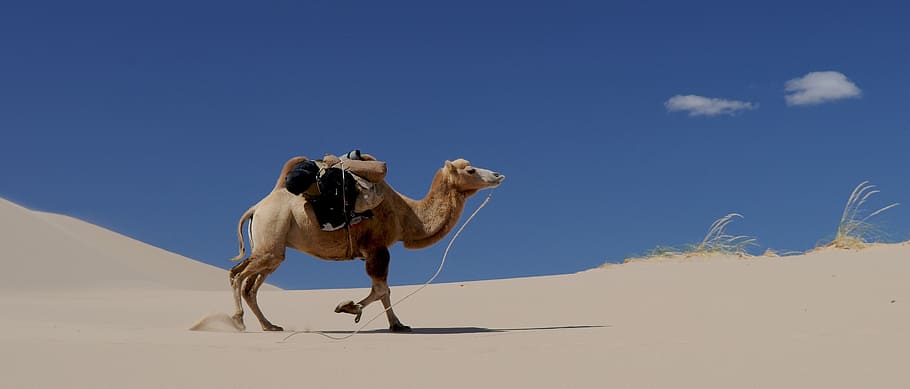 brown camel, desert, sand, mongolia, sand Dune, animal, arabia HD wallpaper