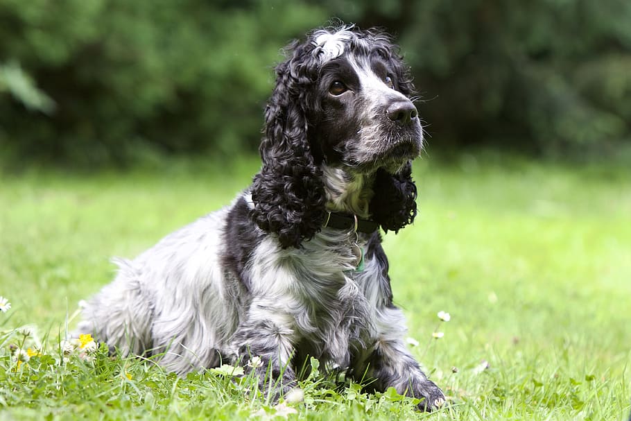 black and white English springer spanial prone lying on grass at daytime
