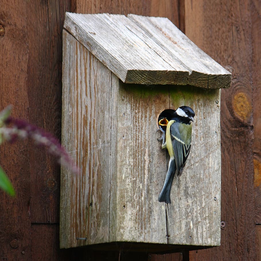 Titmouse, Bird, Natural, expensive, young birds, nest box, nesting box, HD wallpaper