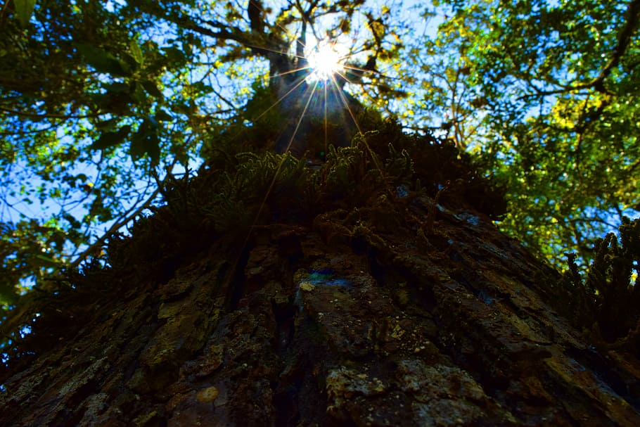 sun, tree, shadow, lights, lighting, trees, nature, landscape HD wallpaper