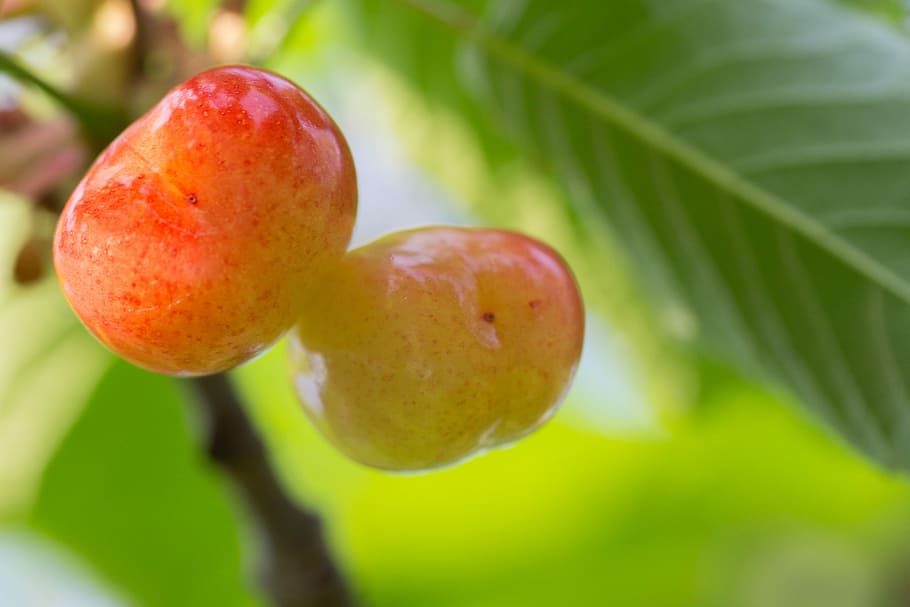 cherry, access, fruit, sunshine, garden, nature, plant, summer HD wallpaper