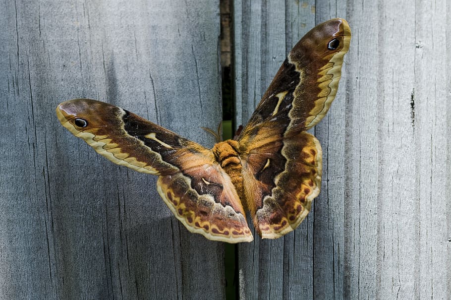 macro, insect, moth, wood, animal, wood - material, close-up HD wallpaper