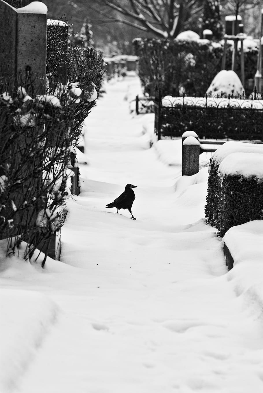 crow on snow path, raven on snow filled, street, pathway, bird HD wallpaper