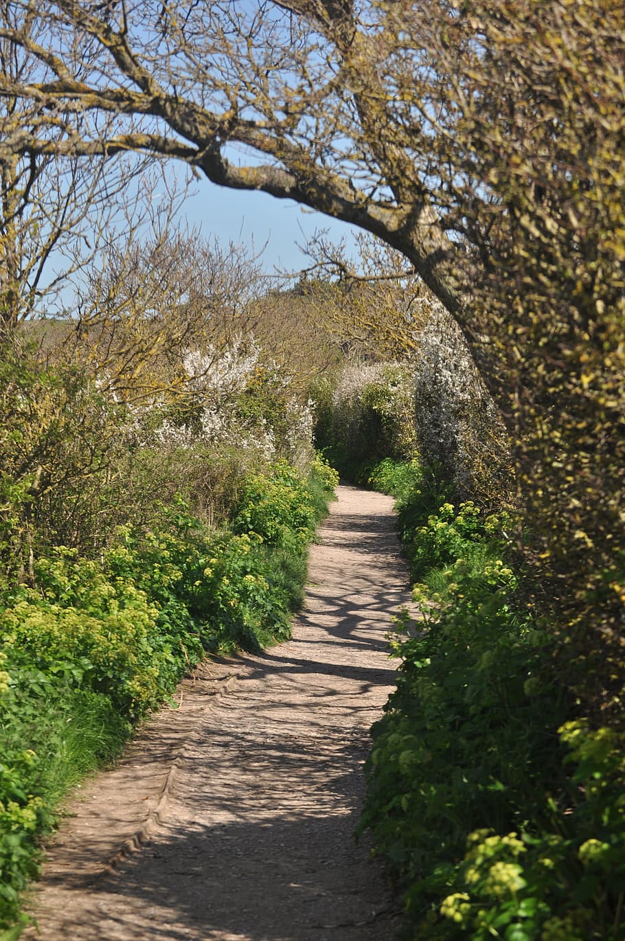 Path, Woodland, Trees, Shadows, Forest, woods, landscape, wilderness HD wallpaper