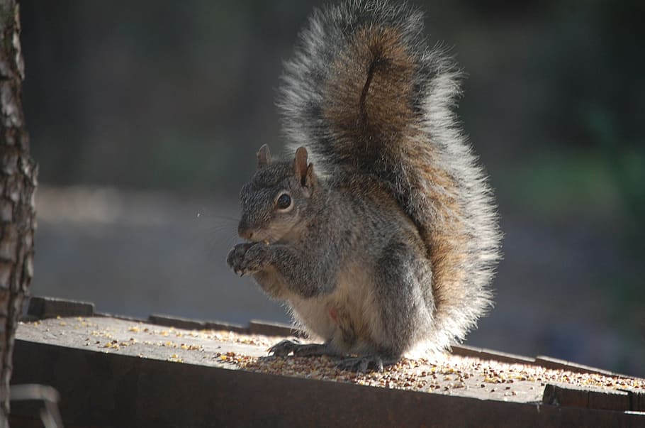 squirrel, tail, eating, animal, wildlife, cute, mammal, nature HD wallpaper