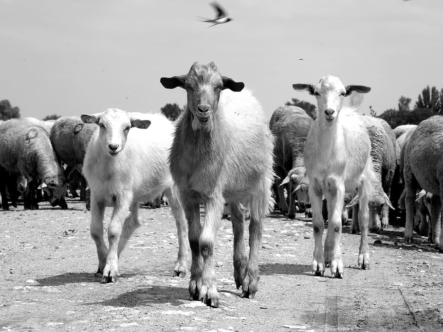 Capra, Sheep, Flock, the flock, black And White, animal, cattle HD wallpaper