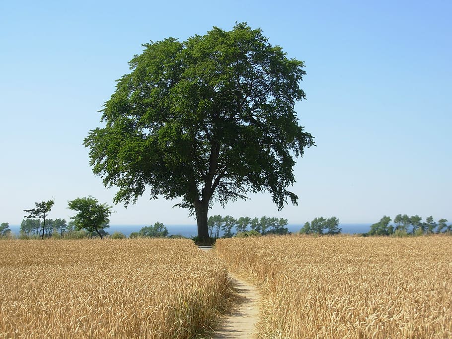 Cornfield, Tree, Summer, Sun, Sky, nature, harvest, ripe, away HD wallpaper