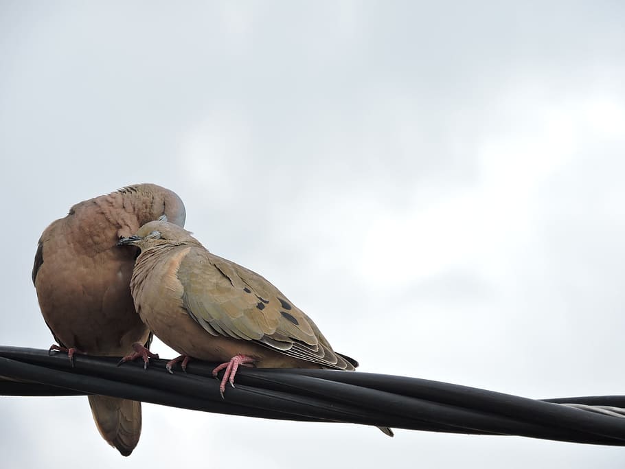birds, ave, sky, wings, clouds, feathers, bird watching, vertebrate HD wallpaper