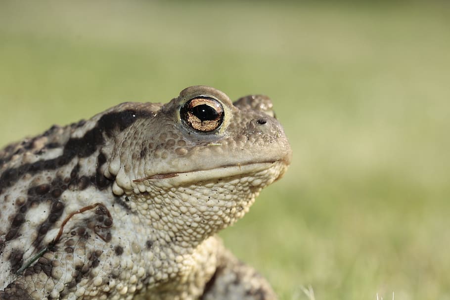 frog, toad, eyes, amphibian, head, portrait, close, animal world HD wallpaper