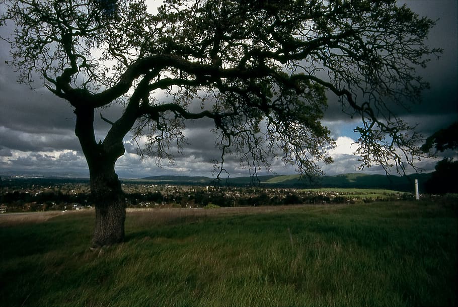photography of green leafed tree near grass, oak, riparian HD wallpaper