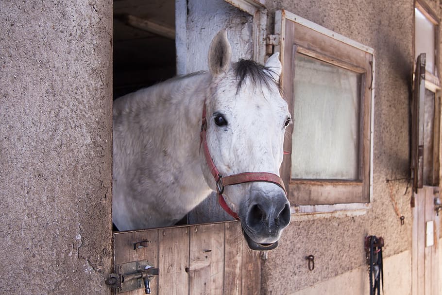 white horse inside stable, stall, outlook, mold, reiterhof HD wallpaper