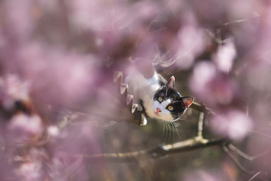 selective focus of Tuxedo cat, spring, flowers, roof, m42, pink HD wallpaper