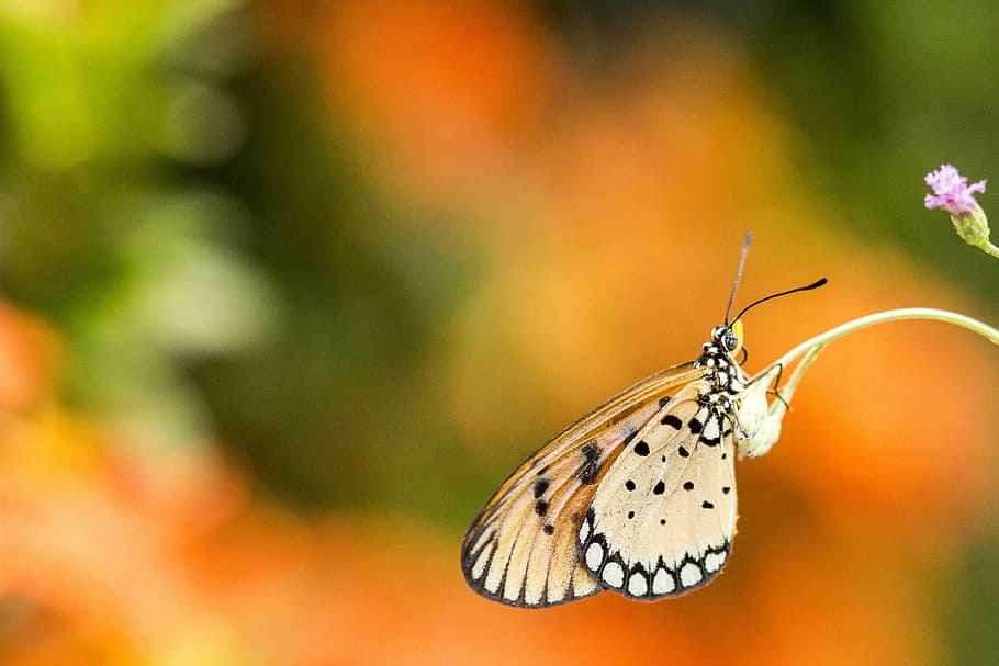 butterfly, macro, insect, nature, animal, yellow, biology, butterfly - Insect HD wallpaper