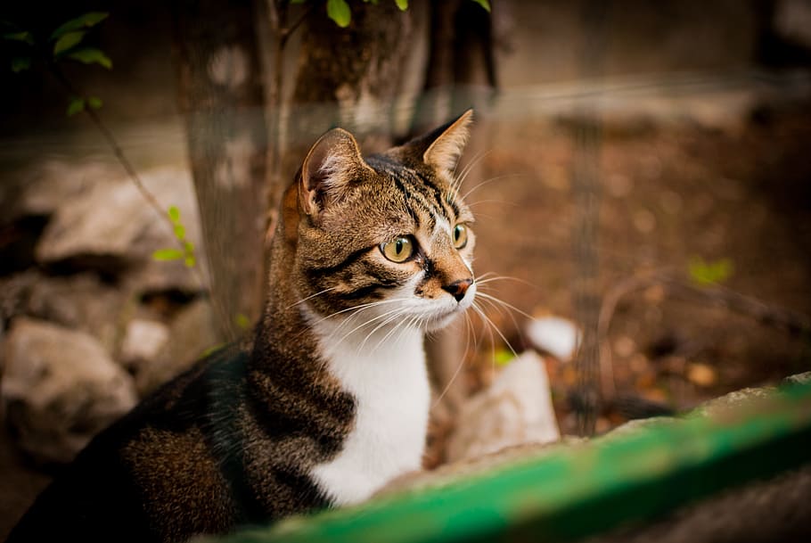 short-furred white and brown cat near green panel, looks, dachowiec, HD wallpaper