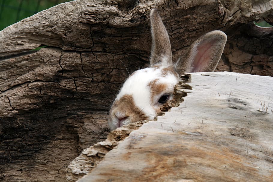 rabbit, bunny, animal, mammal, animal themes, one animal, tree HD wallpaper