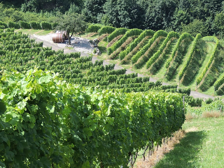 vineyard, wine, vines, plant, growth, green color, agriculture HD wallpaper