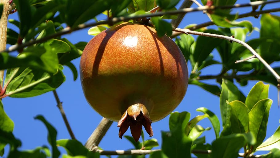 pomegranate, apple, fruit, tree, food, food and drink, plant HD wallpaper