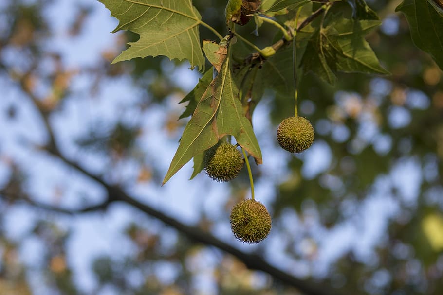 Page 2 | chestnut leaves 1080P, 2K, 4K, 5K HD wallpapers free download ...