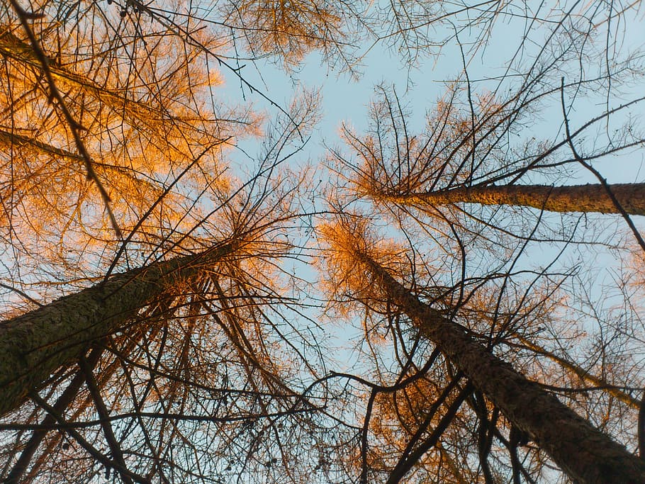 Tree, Sunset, Nature, View, Light, then, the sun, branch, sky HD wallpaper