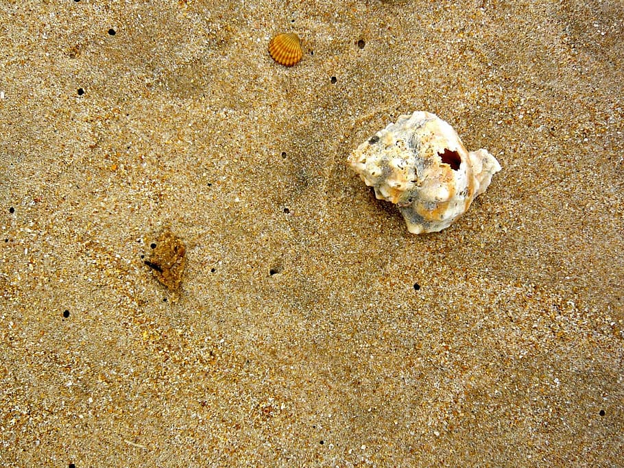 Beach, Shell, Sea, sand, sea life, animal themes, animals in the wild HD wallpaper