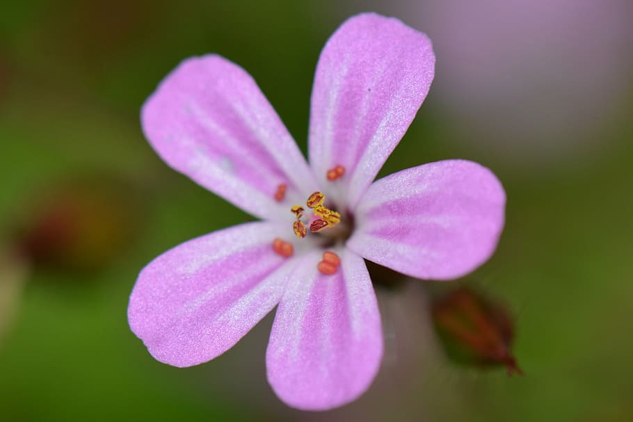 flower, nature, macro, flowering plant, freshness, fragility HD wallpaper