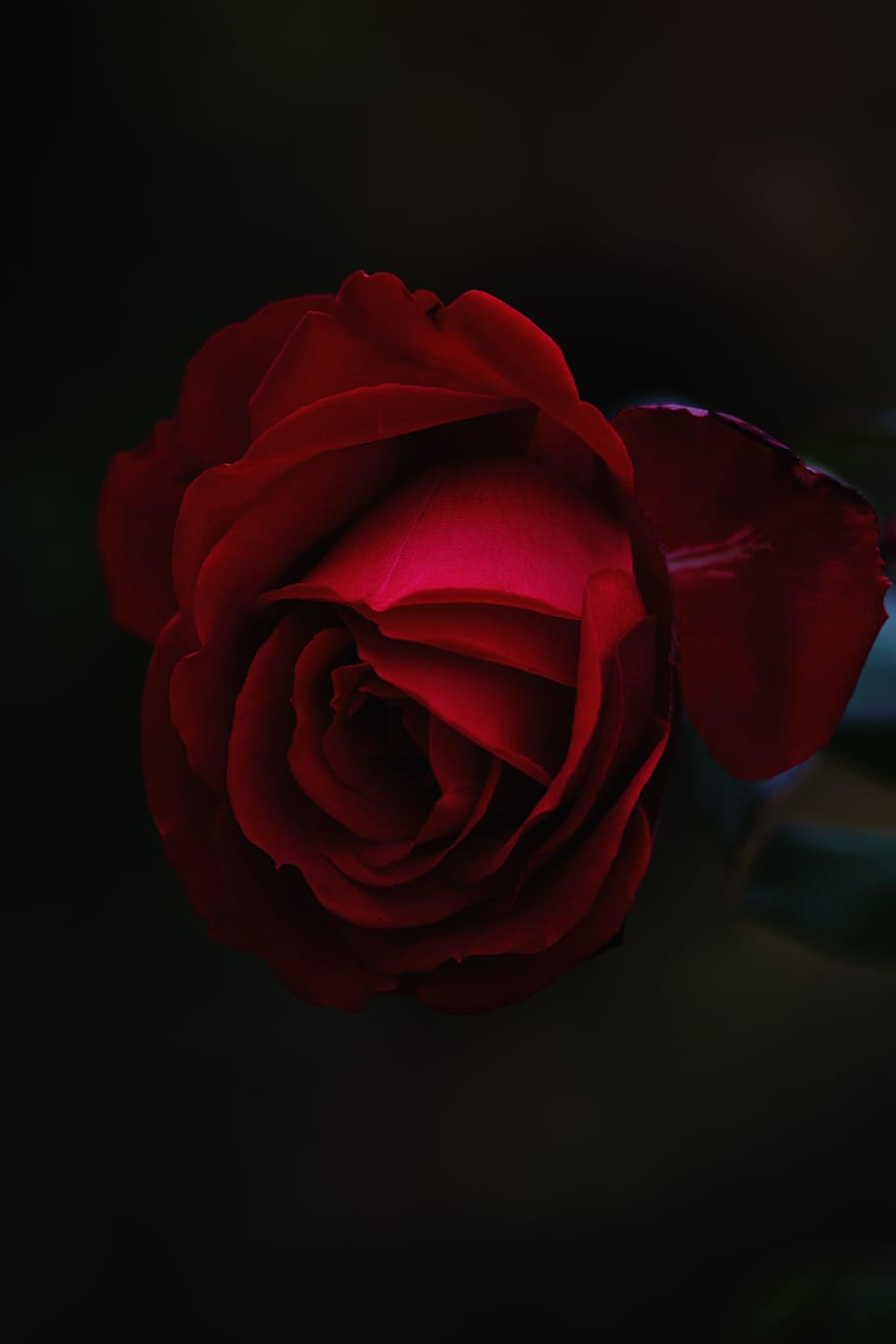 red rose flower, red rose, close-up photography, petal, floral, HD wallpaper